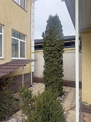 Ель: Продаю Ели голубые от 2-4 метров, колоновидные туи 4 метровые: густые — 26