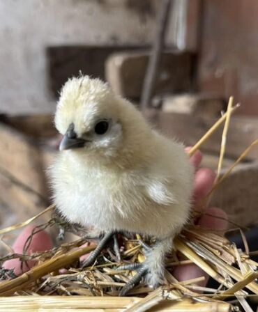 уй сатылат кара балта: Продам цыплят Китайской шелковой! Декоративные! Чёрное мясо! Куры