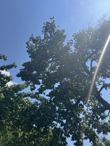 Продажа домов: Дом, 40 м², 2 комнаты, Риэлтор, Косметический ремонт — 10