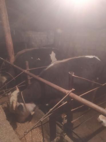 Inəklər, öküzlər: Inəklər, öküzlər — 2