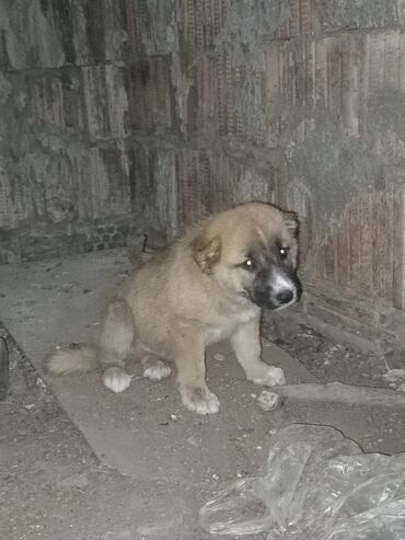 coban iti balasi satilir: 3 ay, Erkek, Ünvandan götürmə