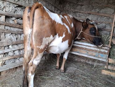 сут багытындагы эчки: Dişi, il: 3, Südlük, Ünvandan götürmə