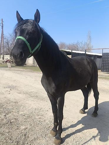 Лошади, кони: Продаю | Жеребец | Полукровка | Конный спорт — 8