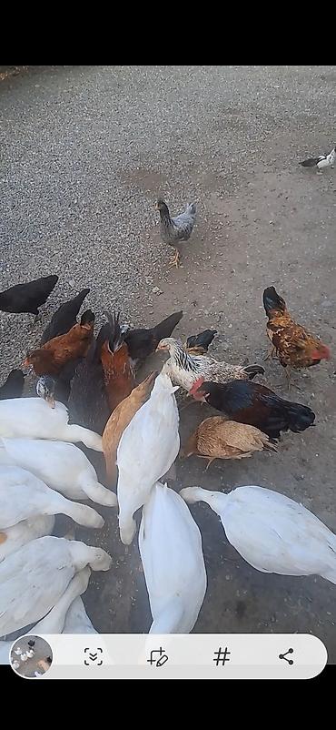 ordek balasi: Məhsul: Ev quşları – ördəklər və toyuqlar (qarışıq sürü) Təsvir: - Ağ — 1