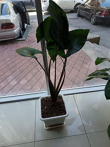 ciledagi bitkisi: Böyük yarpaqlı otaq bitkisi – Alokaziya (Alocasia) saksıda Alokasiya — 2