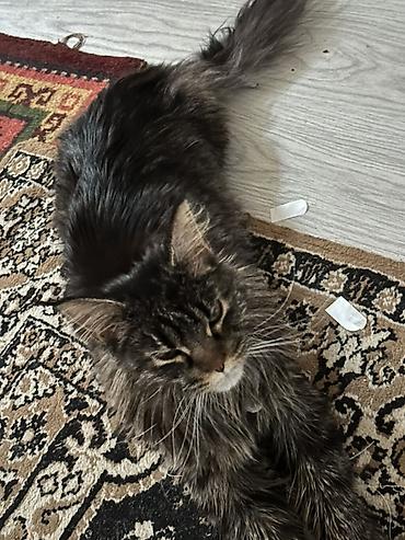 кошка британская вислоухая: Мейн-кун, окрас тёмный тигровый (black tabby). Крупный формат — 4