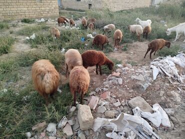 it ehtibarli əllərə verilir: Quzu 19 dişi quzudu biri 185 AZN qiyməti sondu
