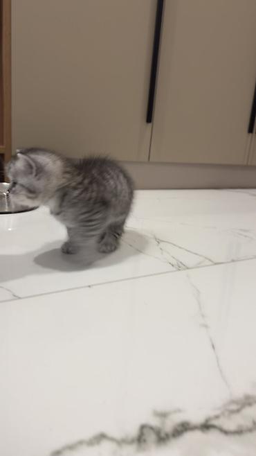 Продажа кошек: Три кошки и один кот Породистые котята серебристого окраса — 12