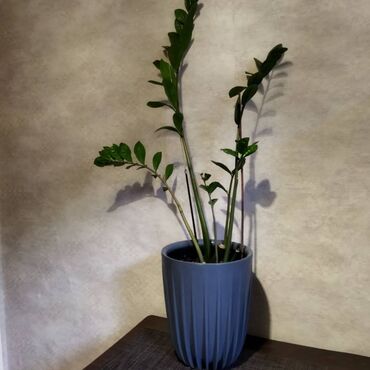 где купить комнатные растения: Замиокулькас недорого Растение большое (~100 см с горшком), хорошо