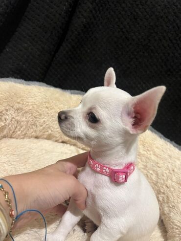 Psi: Chihuahua puppies for sale I have adorable Chihuahua puppies looking