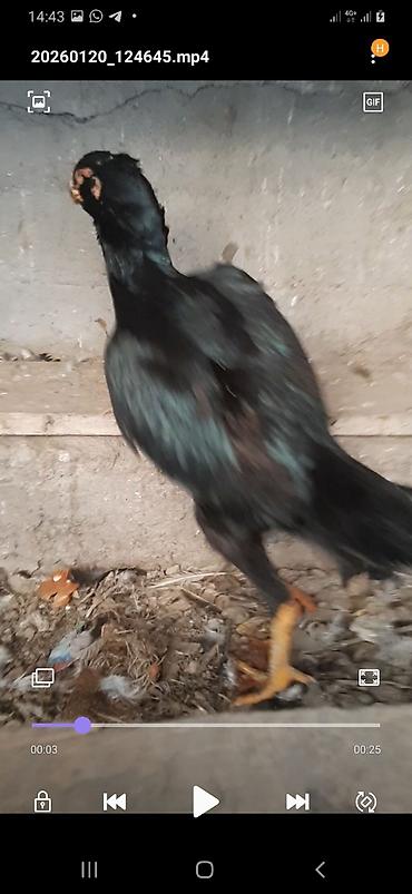 Птицы: Дакан курочка бородачка большая примерна 4кг цеплять даёт хороших — 5