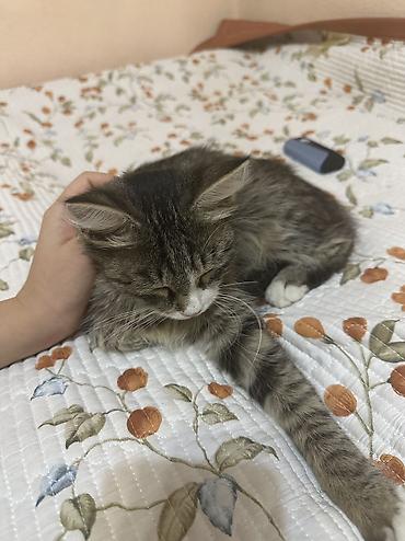 Отдам даром кошку: 8 месяцев, Мальчик — 1