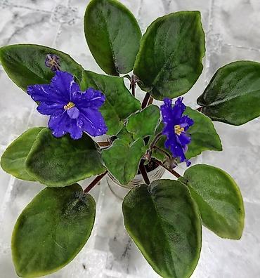 Фиалки и глоксинии: В продаже крупные детки и стартеры, взрослые сортовые фиалки, Отправка — 19