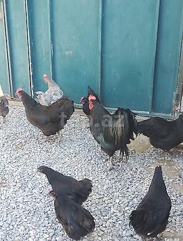 yaponka toyuqlari: Toyuq, Australorp, Damazlıq — 2