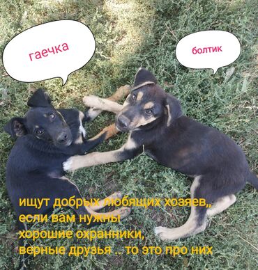 щенки французского бульдога: Два очаровательных щенка, Гаечка и Болтик, ищут добрых и любящих