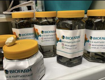 Другие животные: Пиявки Продажа медицинских пиявок, оптом и в розницу из России, на