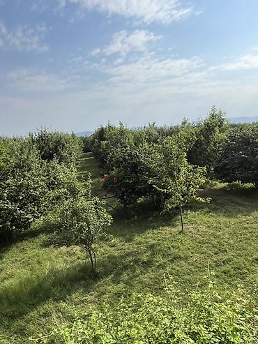 boş torpaq: 6 sot, Tikinti, Kupça (Çıxarış) — 10