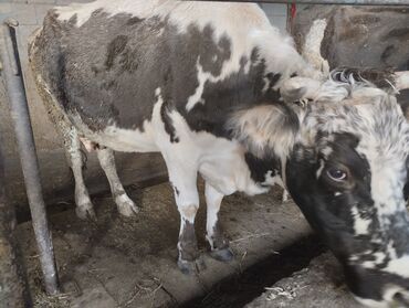 объявления о найденных животных: Продаю | Корова (самка) | Алатауская | Для молока, Для разведения