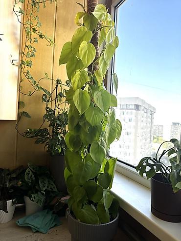 эпипремнум золотистый: Эпипремнум неон(Epipremnum aureum ‘Neon’) на опоре - Крупное — 2