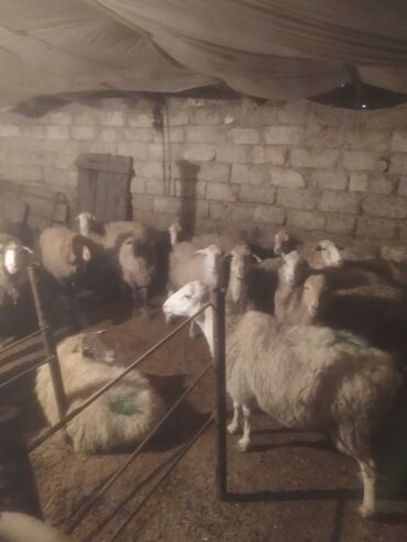 Qoyunlar, qoçlar: Qoyun sürüsü satılır - Növ: yerli qarışıq (ağ və qəhvəyi rəngli, uzun — 4