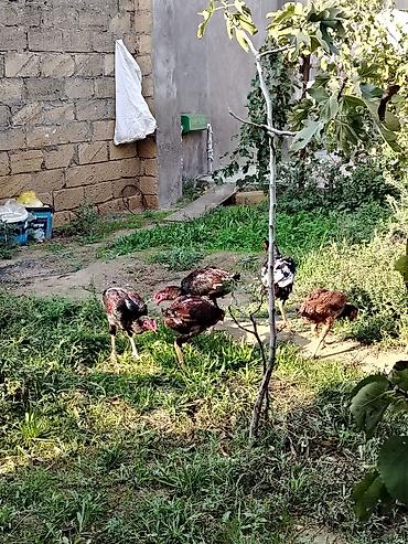 Kənd təsərrüfatı quşları: Toyuq, Damazlıq — 3