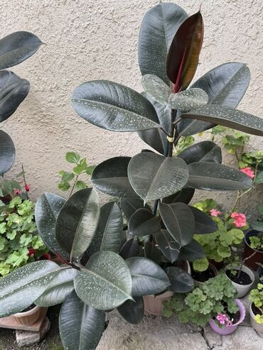 фикус каучуконосный: Фикус эластика (Ficus elastica, «Каучуконосный»), крупный комнатный