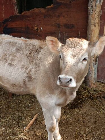 Коровы, быки: Продаю | Музоо, торпок | Швицкая | Для разведения, Для молока | Осеменитель, Искусственник