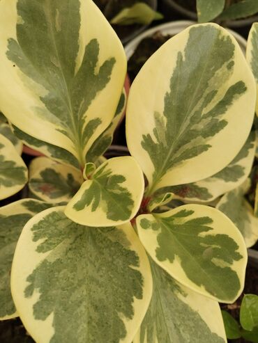 Otaq bitkiləri: Otaq bitkiləri – Fikus elastika kolleksiyası və digər dekorativ növlər — 3