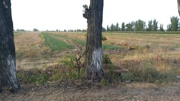 участок село ак жол: 100 соток Для сельского хозяйства, | Водопровод