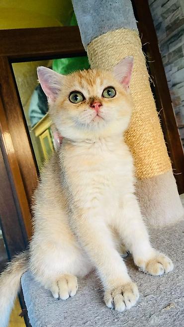 Pişiklər: Britan — 1