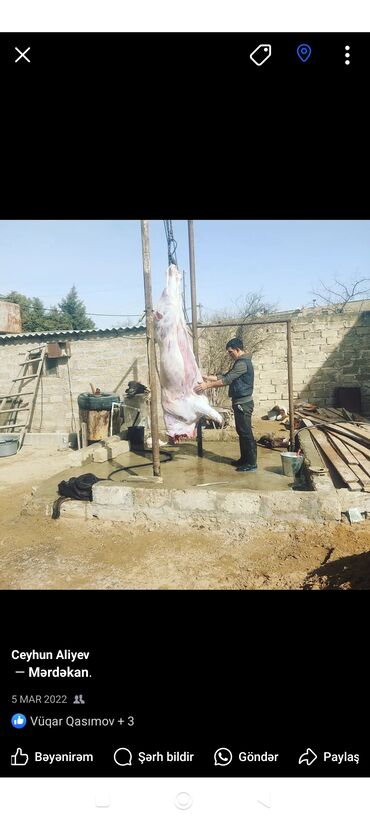 monqolustan quzu əti: Qəssab axdarlir qurban bayramı 2 gun quzu kəsməyə biri 10 manattan
