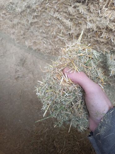 Кормодробилки: 💥Продаётся пневмо зерно-сенодробилка 7,6 кВт(Шмель🐝)! Новая! — 9