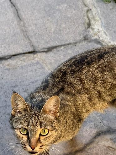 где купить котят: Домашние кошки-подростки, короткошёрстные, тигровые окрасы. Описание — 3
