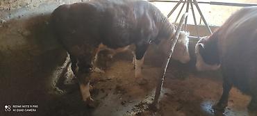 Коровы, быки: Продаю | Бык (самец) | Ангус, Герефорд | На откорм | Привязанные — 11