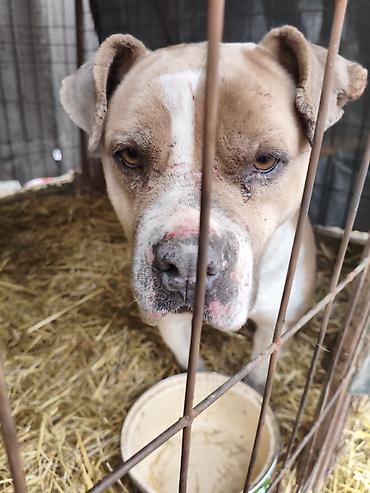 Отдам даром собаку: Собака даром: Бульдог, Более 5 лет, Самец, С прививкой — 4