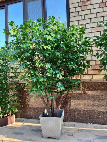 Декоративные цветы: Искусственные деревья и цветы — долговечный и стильный декор без at lalafo.kg — 25 Декоративные цветы: Искусственные деревья и цветы — долговечный и стильный декор без — 25