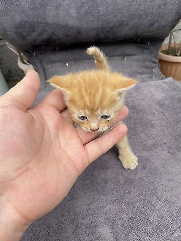 Продажа кошек: Котята - Описание: Милые домашние котята, короткошёрстные. На фото — — 4