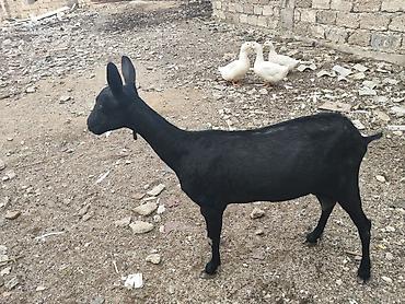 Mal-qara: Təcili satılır! Cinsi: Mursiya (Murciano-Granadina) Yaşı: Yaş yarım — 3