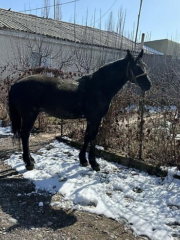 Лошади, кони: Продаю | Конь (самец) | Английская | Конный спорт — 3