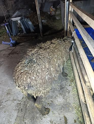 Баран, овца: Продаю | Овца (самка), Ягненок — 14