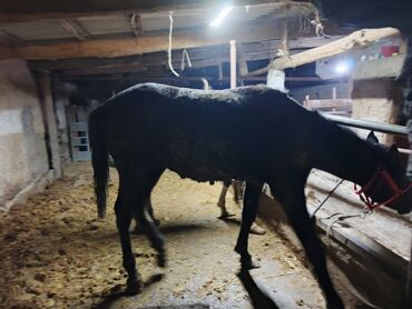 собака доберман сколько стоит: Башка жаныбарлар