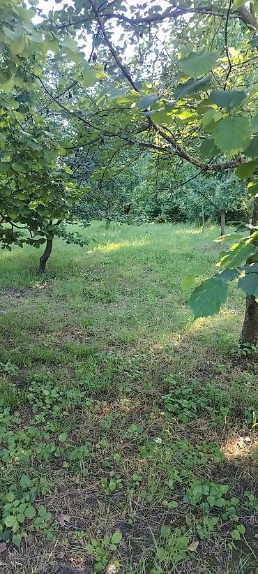 hovsanda torpaq satilir 2025: 10 sot, Tikinti, Mülkiyyətçi, Kupça (Çıxarış) — 7