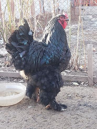 Товары и оборудование для с/х животных: Брудеры для цыплят. КЛЕТКА для цыплят. Цена 4800 сом. Размеры. длина — 14