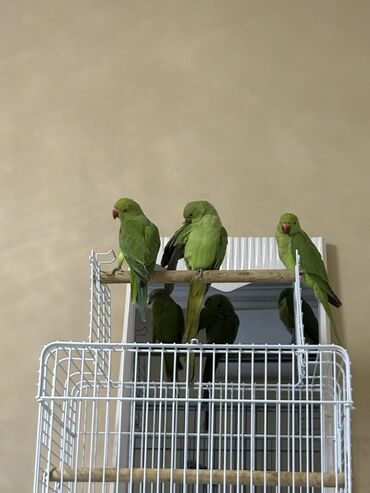 Tutuquşları: Ajarella Pakistan Pəncabdan gəlib bir başa — 2