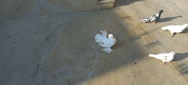 Göyərçinlər: Satılır: bəzək göyərçinləri dəsti - Növ: bəzək və uçuş üçün saxlanan — 4