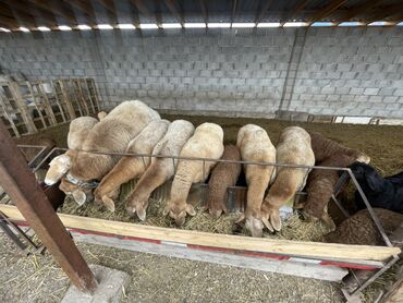 Бараны, овцы: Продаю | Овца (самка) | Арашан | Для разведения | Матка — 2