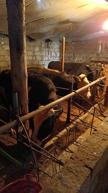 Inəklər, öküzlər: Inəklər, öküzlər — 7