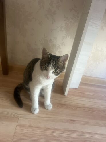 Отдам даром кошку: БЕСПЛАТНО 2 кошечки в хорошие руки. В связи с переездом в другую — 3