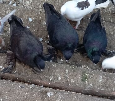 Göyərçinlər: Məhsul: Bəzək üçün fiqurlu göyərçinlər - Növ: Quyruğu geniş, yelpik — 13