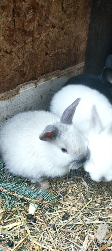 Кролики: Продаю | Крольчата | Калифорнийская, Новозеландская, НЗК | Для разведения — 5